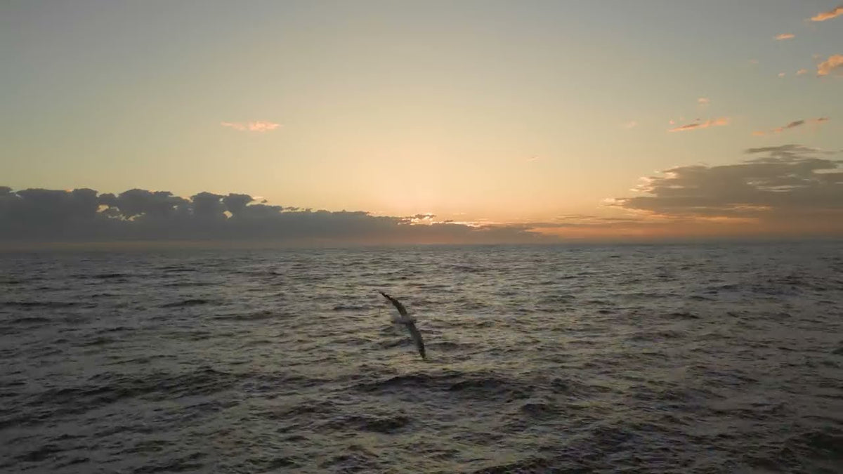 A bird over the sea at sunset